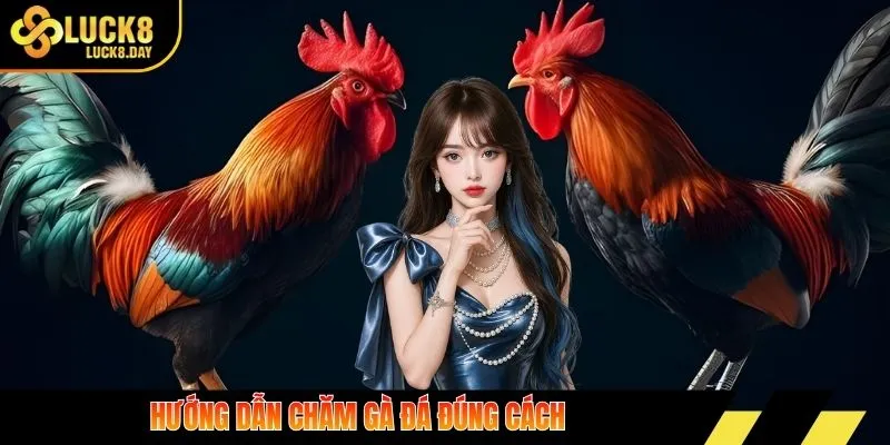 Hướng dẫn chăm gà đá đúng cách 