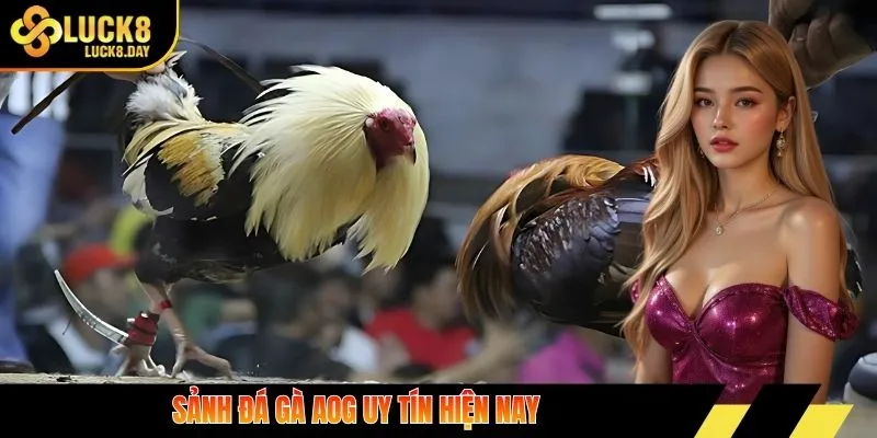 Sảnh đá gà AOG uy tín hiện nay