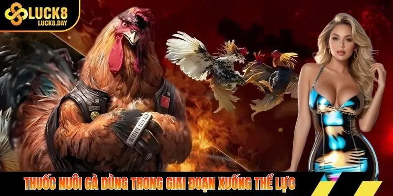 Thuốc nuôi gà dùng trong giai đoạn xuống thể lực