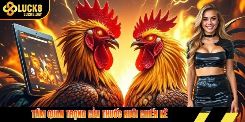 Tầm quan trọng của thuốc nuôi chiến kê